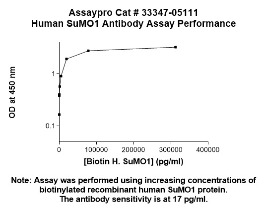 Human SUMO1 Antibody