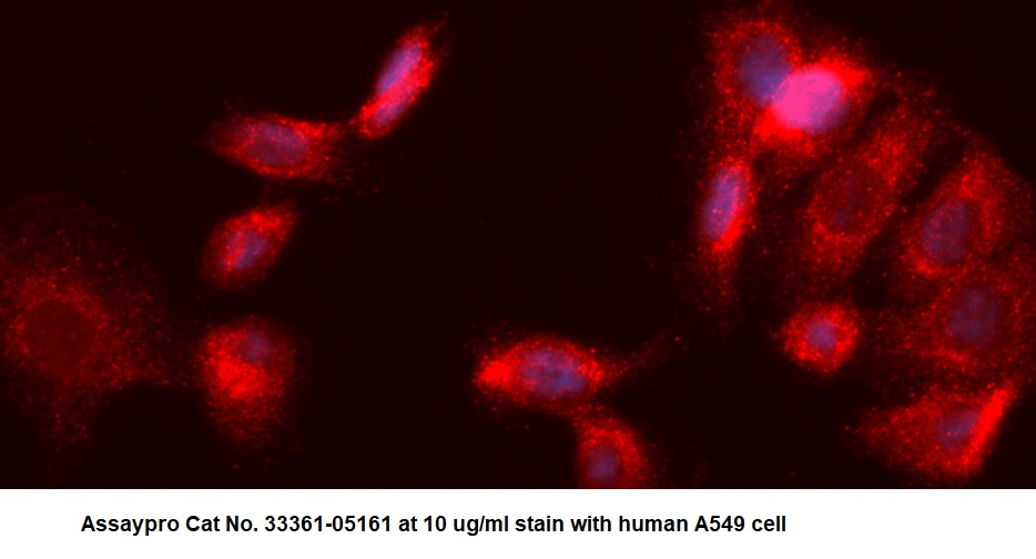 Human Malignant T Cell Amplified Sequence 1 AssayLite Antibody (APC Conjugate)