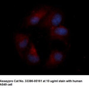 Human LIN7C AssayLite Antibody (APC Conjugate)