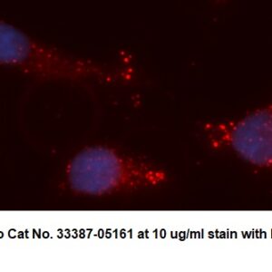 Human ICT1 AssayLite Antibody (APC Conjugate)