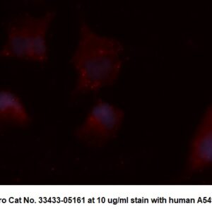 Human Citrate Synthase AssayLite Antibody (APC Conjugate)