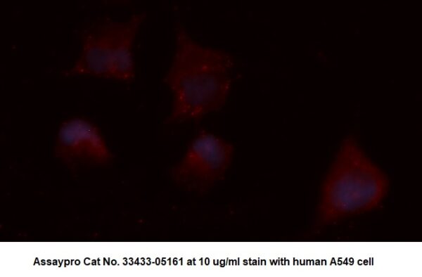 Human Citrate Synthase AssayLite Antibody (APC Conjugate)