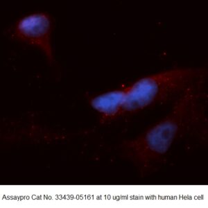 Human USP14 AssayLite Antibody (APC Conjugate)