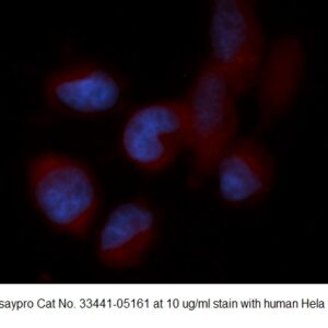 Human SEC22L1 AssayLite Antibody (APC Conjugate)