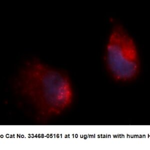 Human KIN AssayLite Antibody (APC Conjugate)