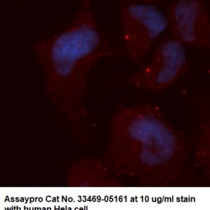 Human G Protein alpha Z AssayLite Antibody (APC Conjugate)