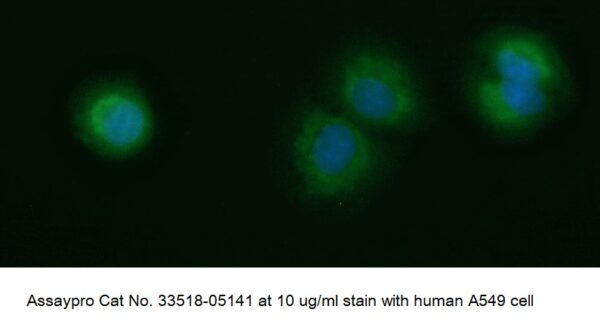 Human Acyl-CoA Synthetase Family Member 2 (ACSF2) AssayLite Antibody (FITC Conjugate)