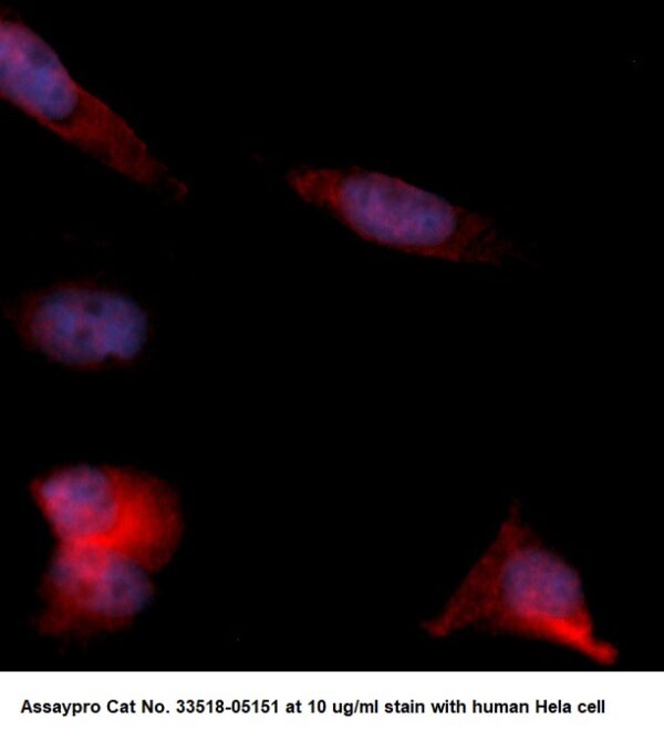 Human Acyl-CoA Synthetase Family Member 2 (ACSF2) AssayLite Antibody (RPE Conjugate)