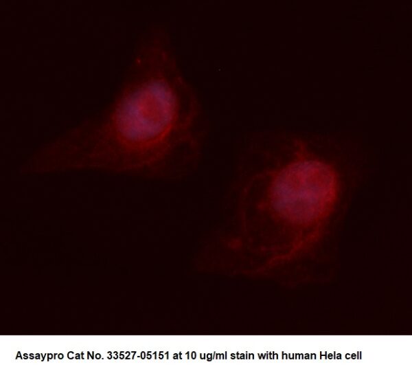 Human CD201 AssayLite Antibody (RPE Conjugate)