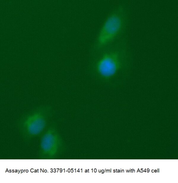 Human Arylsulfatase A (ASA) AssayLite Antibody (FITC Conjugate)