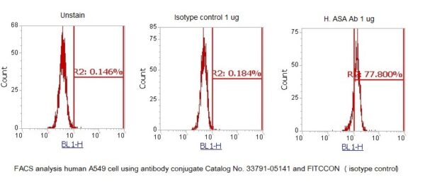 Human Arylsulfatase A (ASA) AssayLite Antibody (FITC Conjugate) - Image 2