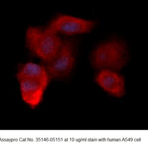Human Carbonic Anhydrase 8 (CA8) AssayLite Antibody (RPE Conjugate)