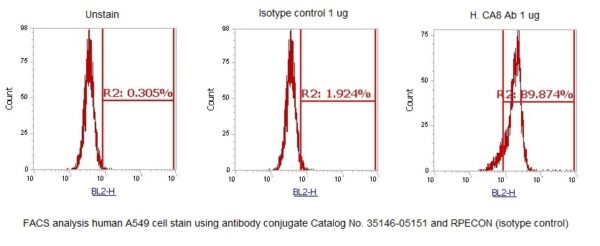 Human Carbonic Anhydrase 8 (CA8) AssayLite Antibody (RPE Conjugate) - Image 2