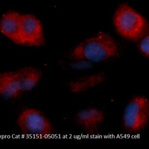Human Cyclophilin F (PPIF) AssayLite Antibody (RPE Conjugate)