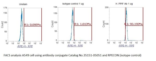 Human Cyclophilin F (PPIF) AssayLite Antibody (RPE Conjugate) - Image 2