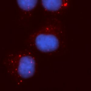 Human PPP2R1A AssayLite Antibody (APC Conjugate)