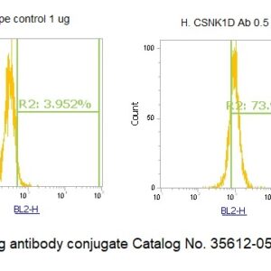 Human Casein Kinase 1 delta (CK1 delta) AssayLite Antibody (RPE Conjugate)