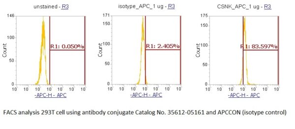 Human Casein Kinase 1 delta (CK1 delta) AssayLite Antibody (APC Conjugate)