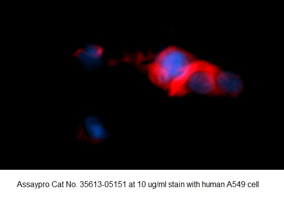Human Cystathionase AssayLite Antibody (RPE Conjugate)