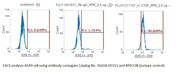 Human Cathepsin F (CTSF) AssayLite Antibody (RPE Conjugate)