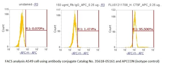 Human Cathepsin F (CTSF) AssayLite Antibody (APC Conjugate)
