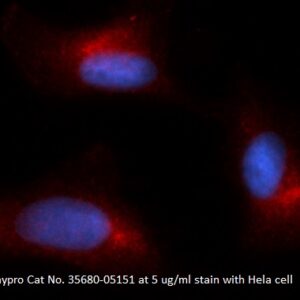 Human GFPT1 AssayLite Antibody (RPE Conjugate)