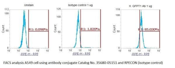 Human GFPT1 AssayLite Antibody (RPE Conjugate) - Image 2