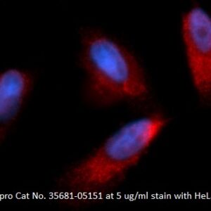 Human Casein Kinase 1 alpha (CK1 alpha) AssayLite Antibody (RPE Conjugate)
