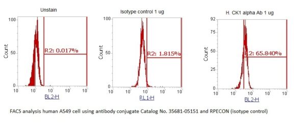 Human Casein Kinase 1 alpha (CK1 alpha) AssayLite Antibody (RPE Conjugate) - Image 2