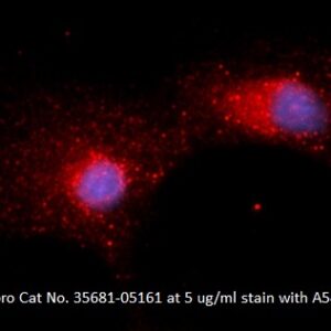 Human Casein Kinase 1 alpha (CK1 alpha) AssayLite Antibody (APC Conjugate)