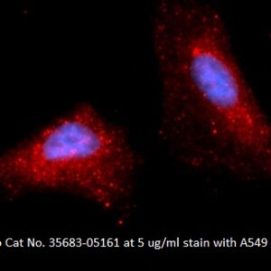 Human SDF2 AssayLite Antibody (APC Conjugate)