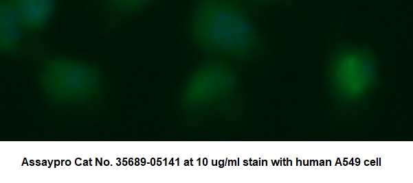 Human Adenosylhomocysteinase (AHCY) AssayLite Antibody (FITC Conjugate)