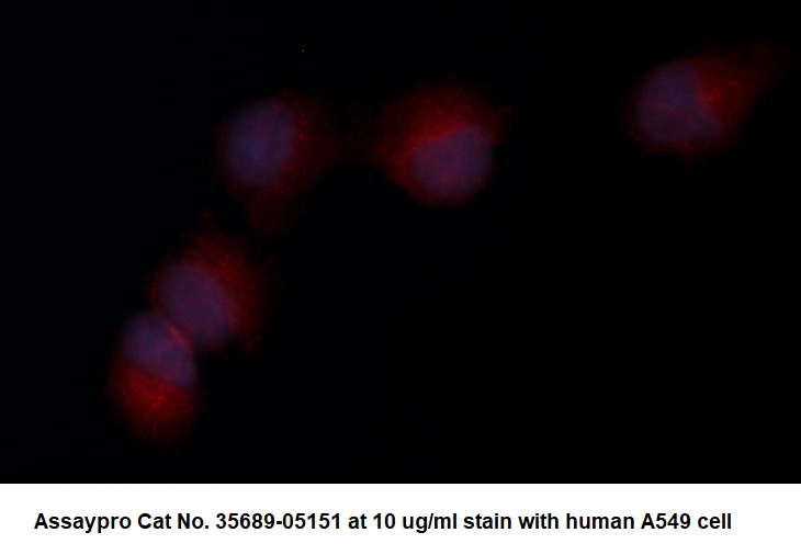 Human Adenosylhomocysteinase (AHCY) AssayLite Antibody (RPE Conjugate)
