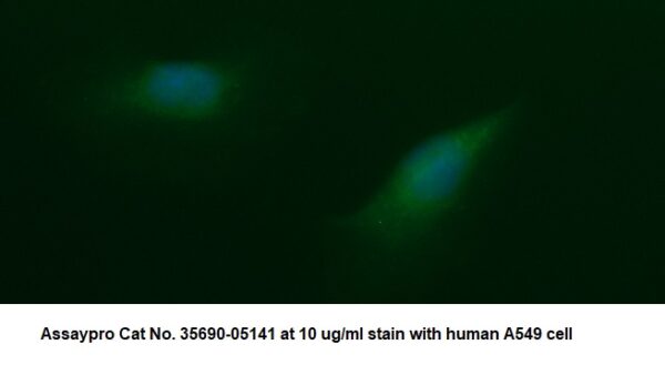 Human Apoptosis-Inducing Factor 1 (AIF) AssayLite Antibody (FITC Conjugate)