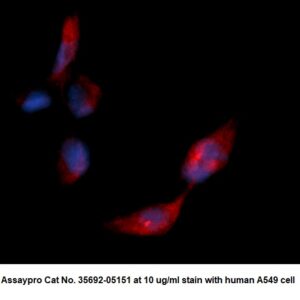 Human Adenine Phosphoribosyltransferase (APRT) AssayLite Antibody (RPE Conjugate)