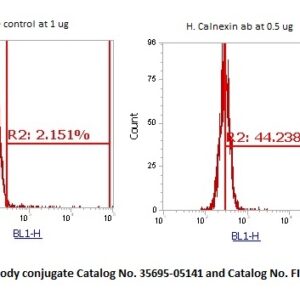 Human Calnexin (CANX) AssayLite Antibody (FITC Conjugate)