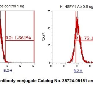 Human Heat Shock Transcription Factor Y-linked 1 (HSFY1) AssayLite Antibody (RPE Conjugate)