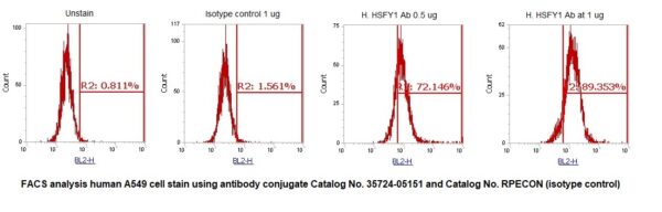 Human Heat Shock Transcription Factor Y-linked 1 (HSFY1) AssayLite Antibody (RPE Conjugate)