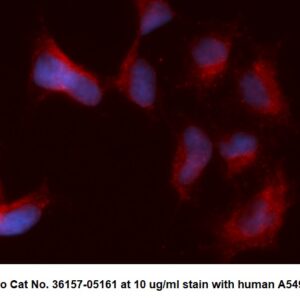 Human PTEN-Like Phosphatase (PTPMT1) AssayLite Antibody (APC Conjugate)