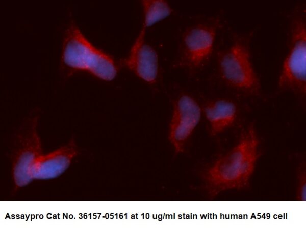 Human PTEN-Like Phosphatase (PTPMT1) AssayLite Antibody (APC Conjugate)