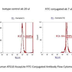 Human ATG10 AssayLite FITC-Conjugated Antibody Flow Cytometry Kit