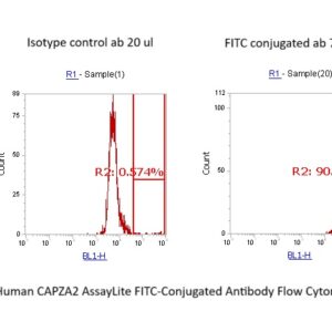 Human CAPZA2 AssayLite FITC-Conjugated Antibody Flow Cytometry Kit