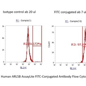 Human ARL5B AssayLite FITC-Conjugated Antibody Flow Cytometry Kit