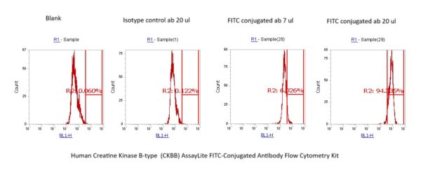 Human Creatine Kinase B-type  (CKBB) AssayLite FITC-Conjugated Antibody Flow Cytometry Kit