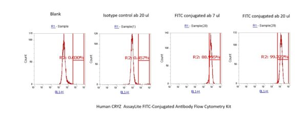 Human CRYZ  AssayLite FITC-Conjugated Antibody Flow Cytometry Kit