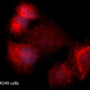 Human Ferritin (Liver) AssayLite RPE-Conjugated Antibody ICC Kit