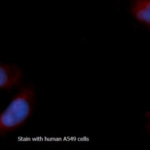 Human Myoglobin (Mb) AssayLite RPE-Conjugated Antibody ICC Kit