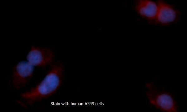 Human Myoglobin (Mb) AssayLite RPE-Conjugated Antibody ICC Kit