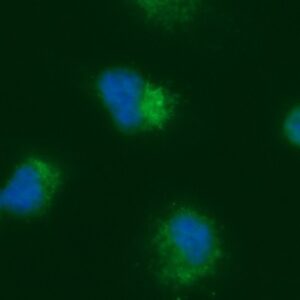 Human C1QBP AssayLite FITC-Conjugated Antibody ICC Kit