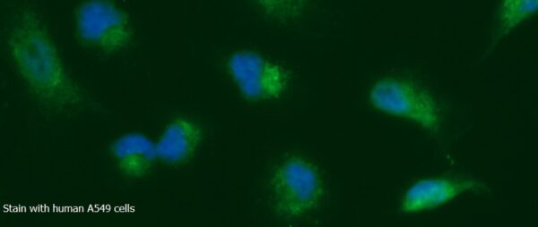 Human C1QBP AssayLite FITC-Conjugated Antibody ICC Kit